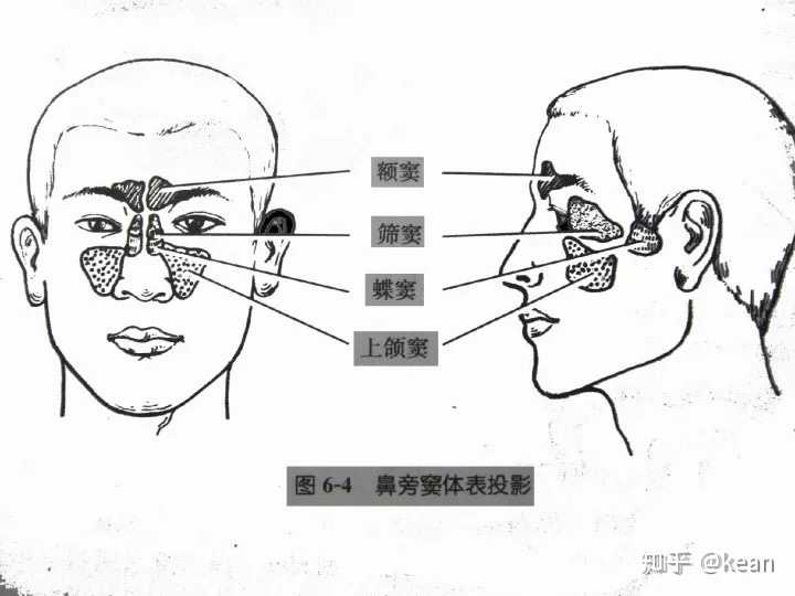 牛鼻旁窦图图片