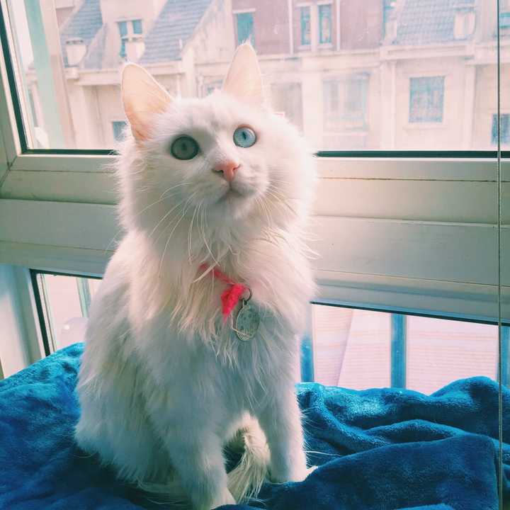 怎么判断猫咪是长毛还是短毛？ - 知乎