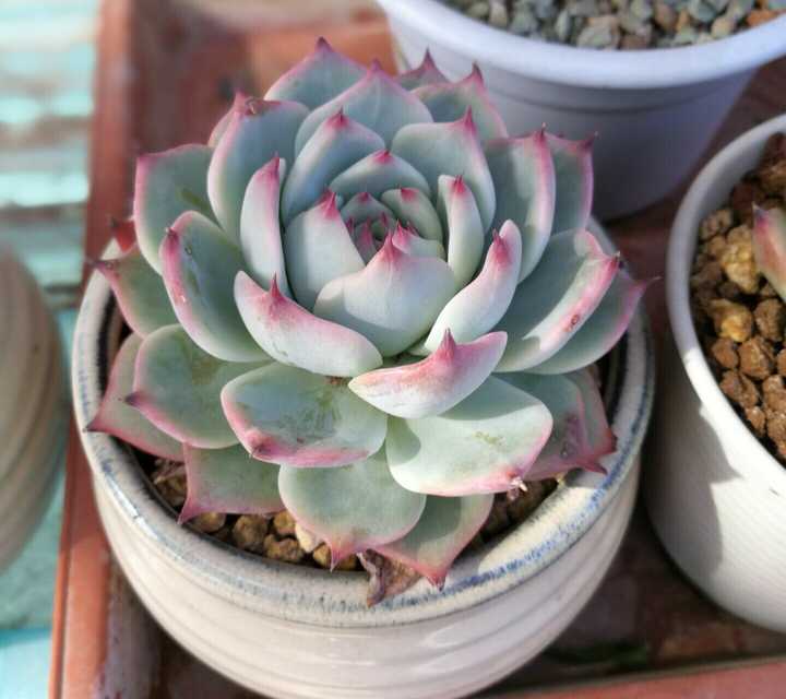 多肉底叶干枯 已不浇水半个月 知乎