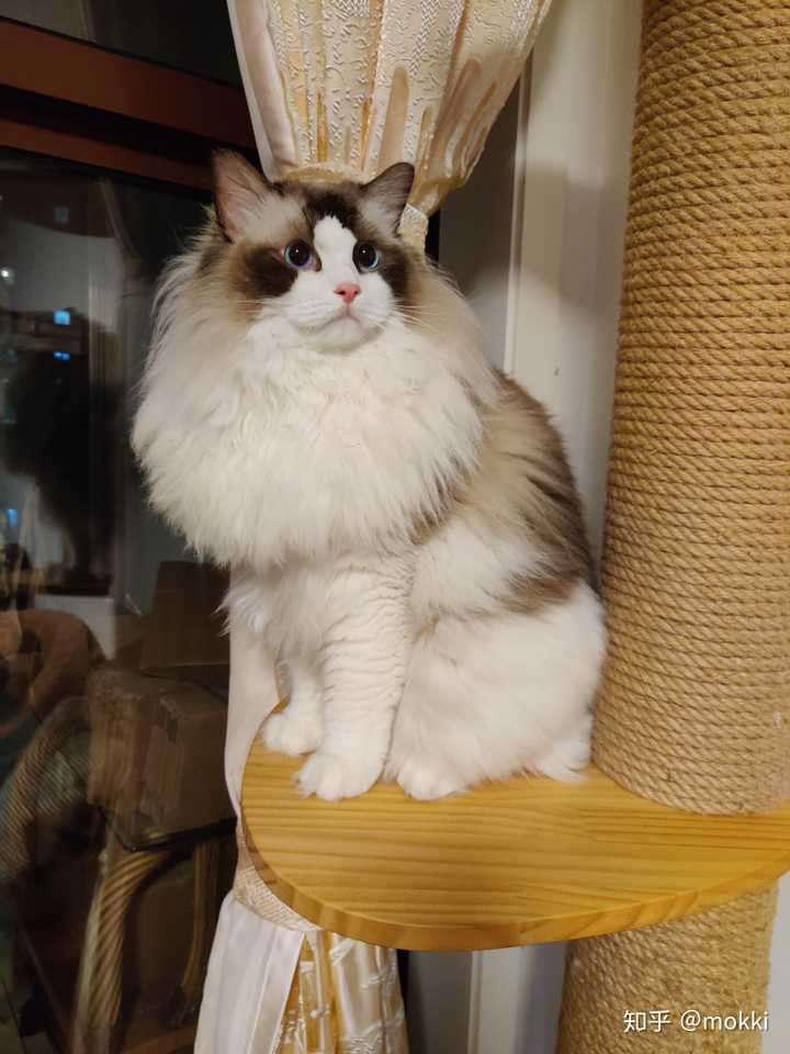 布偶猫每个夏天都会毛少很多吗?