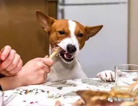 狗不能喂太饱图片