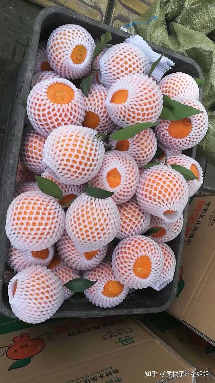 春见爱媛不知火(春见 不知火)
