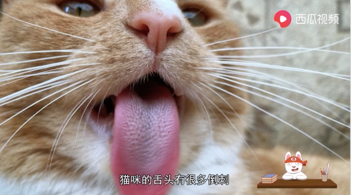 1)舌头是最好的清洁器 从小猫出生的那天起,母猫就为用舌头不断为