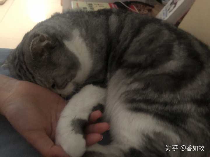 猫咪去世后 如何让自己不那么难过 知乎