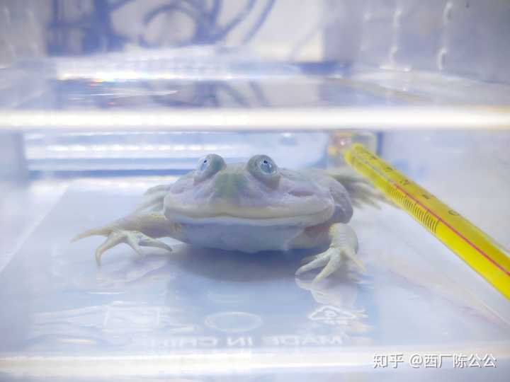 小丑蛙幼崽图片