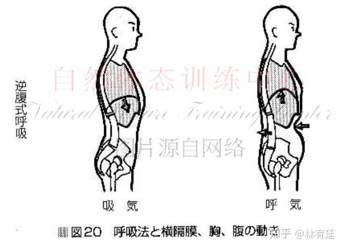 逆腹式呼吸示意图,仅供参考