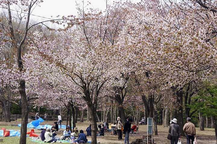 日本三月樱花比较偏门的观赏地点有哪些 知乎