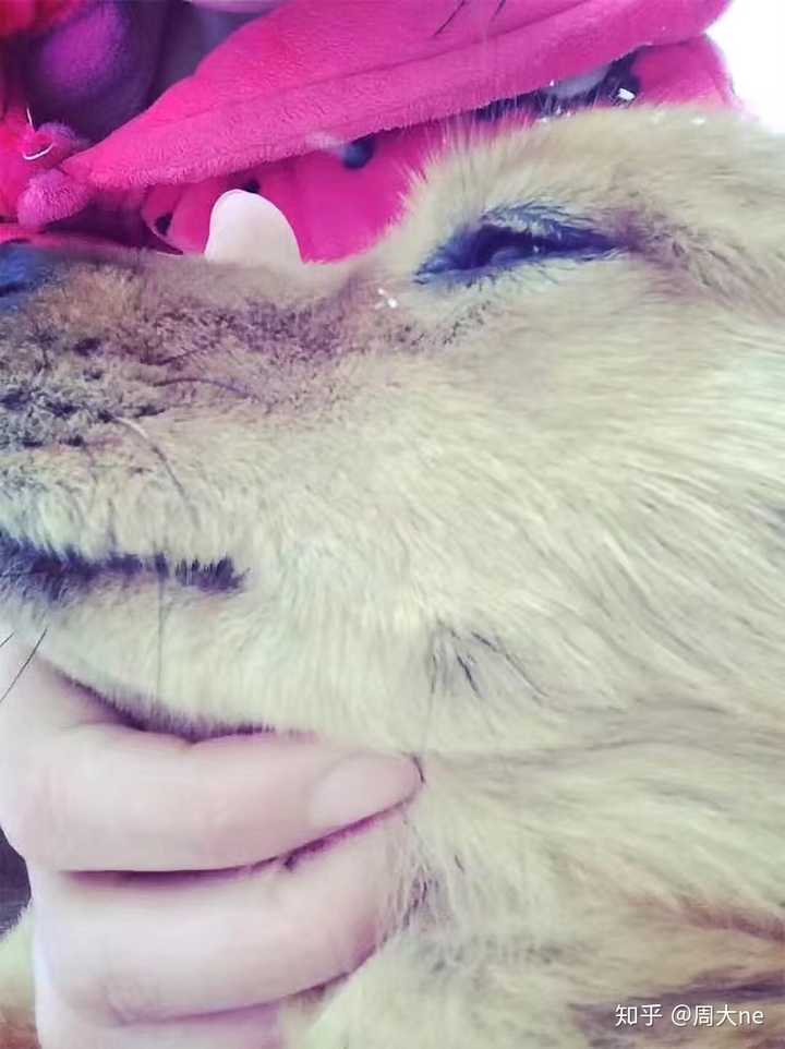 把土狗养成高级犬是一种怎样的体验 周大ne 的回答 知乎