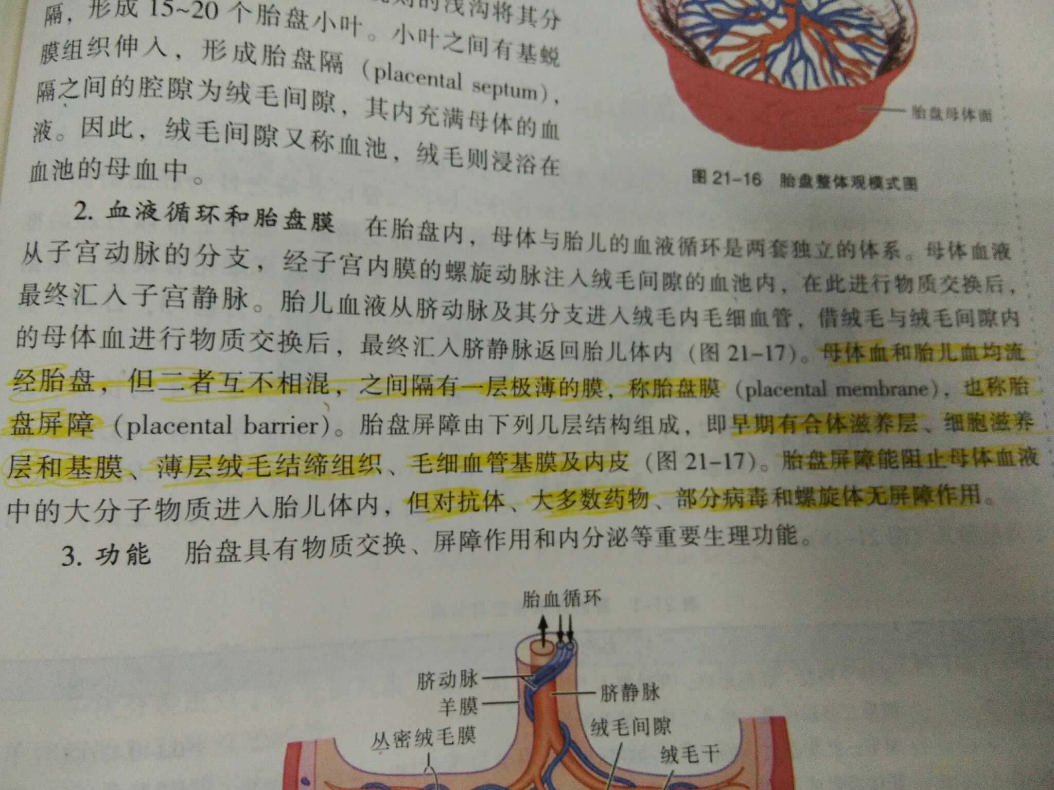 什么是胎盘屏障?