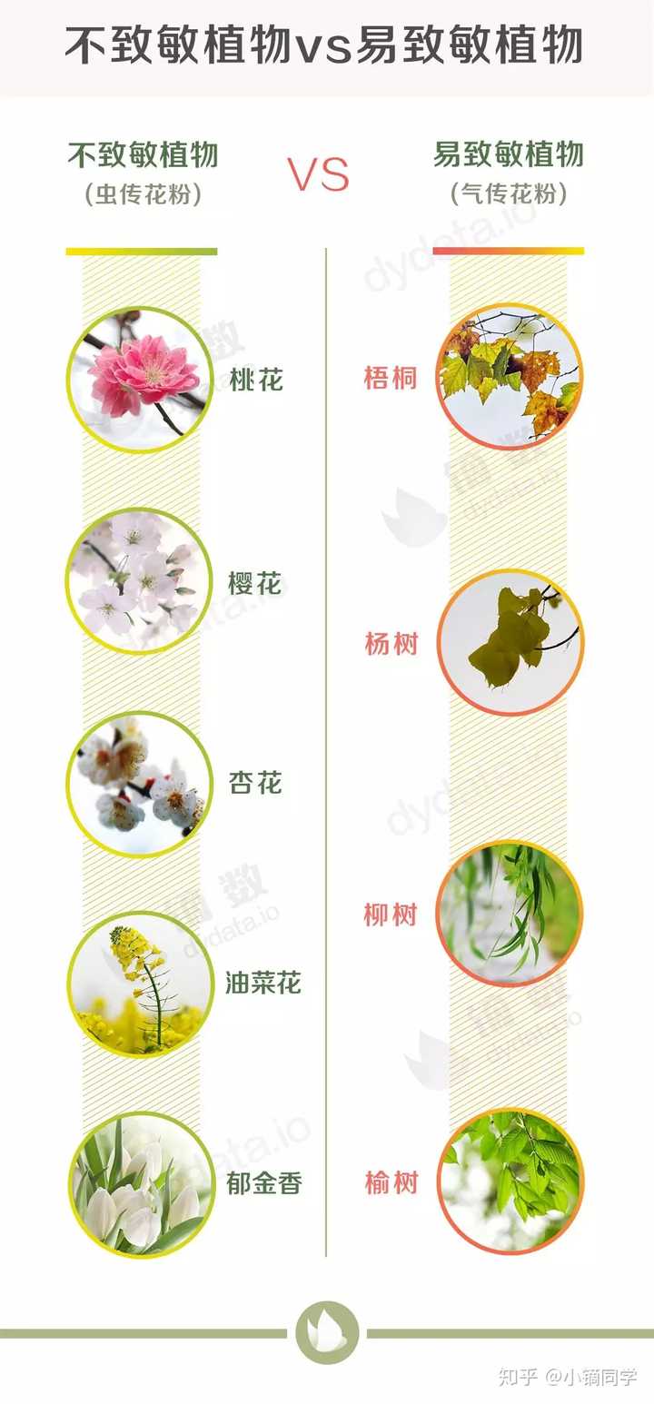 有没有对付花粉过敏的良策 知乎