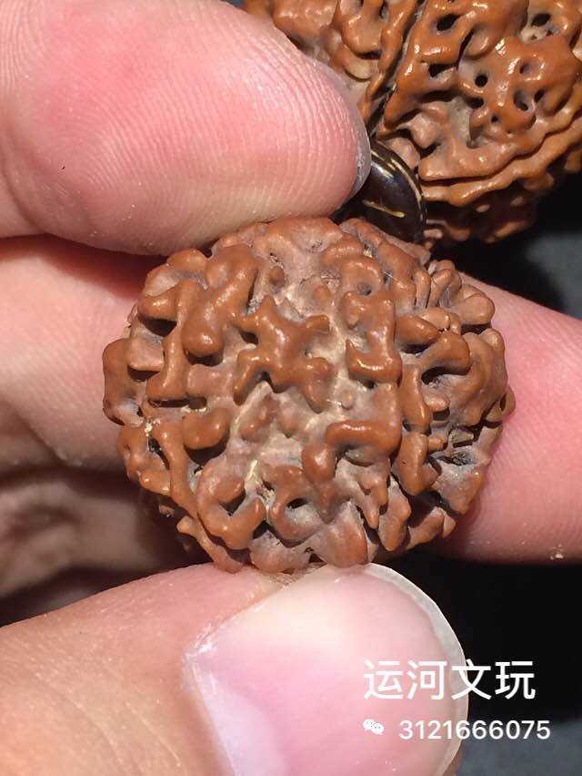 關於肉紋和柴紋大金剛菩提的對比.