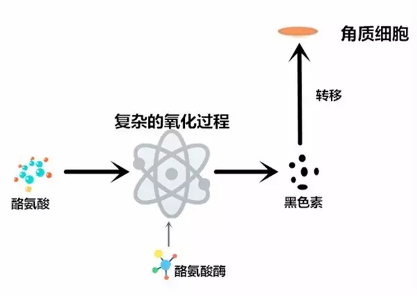 而美白产品，无论是抑制酪氨酸酶活性的，还是抗氧化的或阻止黑色素转移