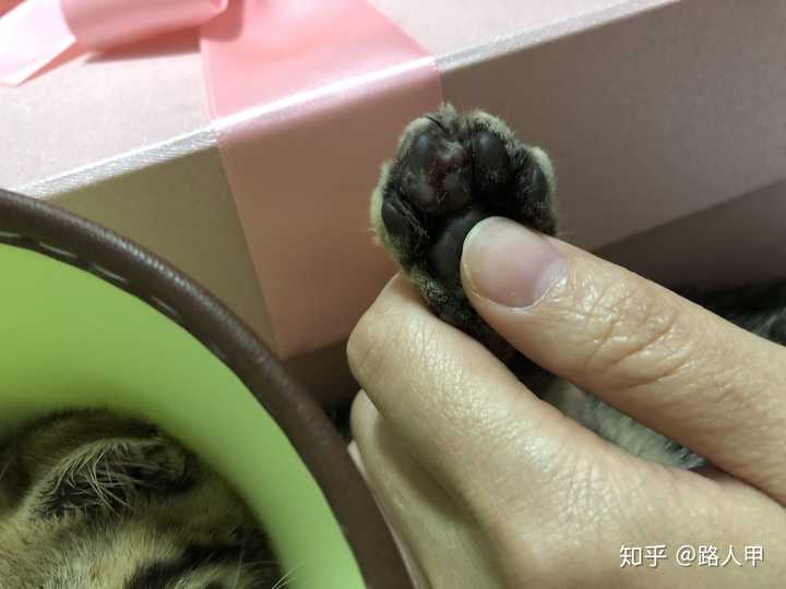 三个月的猫咪爪子被刺伤化脓多天不消肿求助 知乎