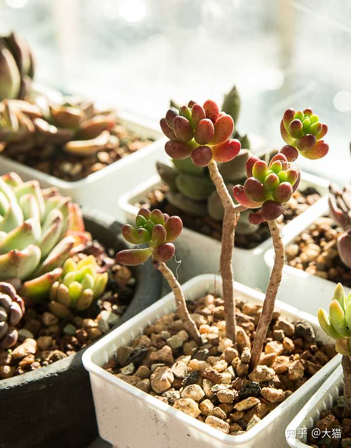 多肉植物可以在室内养吗 知乎