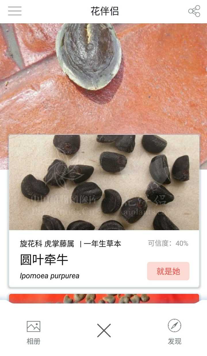 植物的种子有哪些?图片