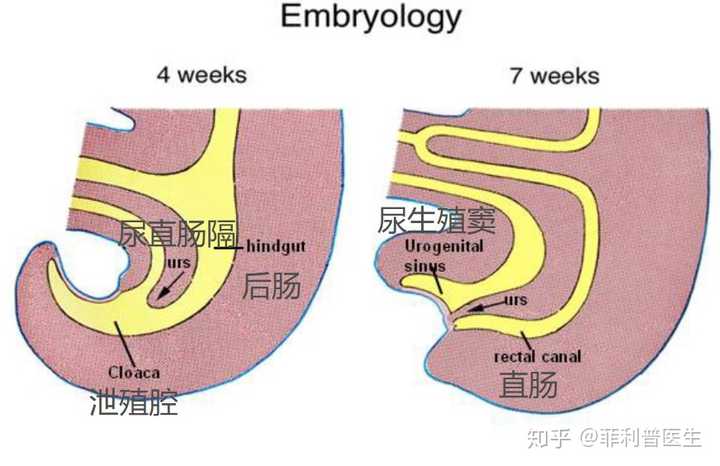 胚胎泄殖腔和尿直肠隔发育