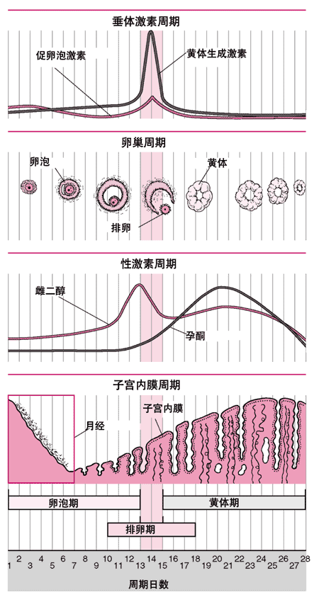 激素水平變化