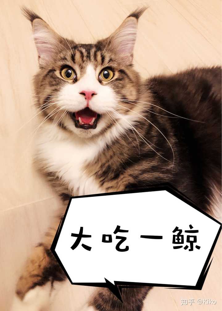 体型庞大的缅因猫 会不会欺负家里原有的布偶猫 知乎