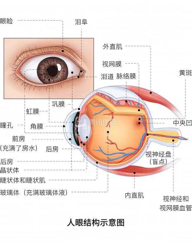 眼球的构造是什么样的？
