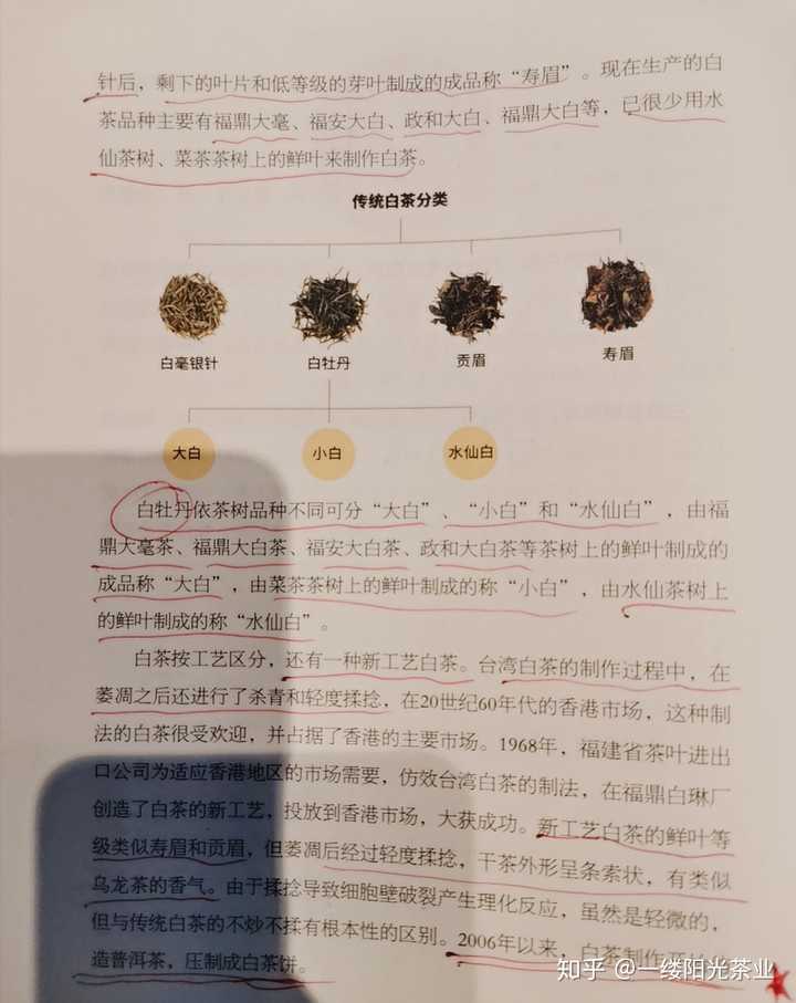 白茶里的大白 小白 水仙白具体是指什么 知乎