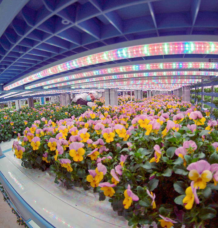 室内植物通过灯光可以进行光合作用吗 知乎 室内植物通过灯光可以进行光合作用吗 知乎