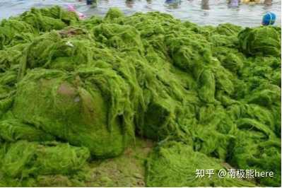 青岛遭受历史最大规模 浒苔 侵袭 海岸线秒变 草原 浒苔 的成因是什么 可以采取哪些应对措施 知乎 青岛遭受历史最大规模 浒苔 侵袭 海岸线秒变 草原 浒苔 的成因是什么 可以采取哪些应对措施 知乎
