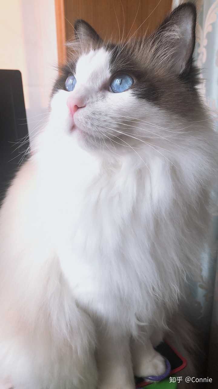 求大神帮看看这只快两个月的布偶猫.