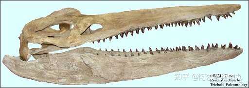 内陆海末裔短颈龙brachauchenius