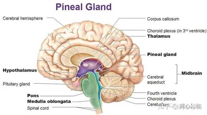 如何激活松果体 知乎