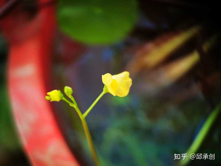 鱼缸里种什么种类的水草最容易打理 请推荐几种好养好看的 知乎 鱼缸里种什么种类的水草最容易打理 请推荐几种好养好看的 知乎