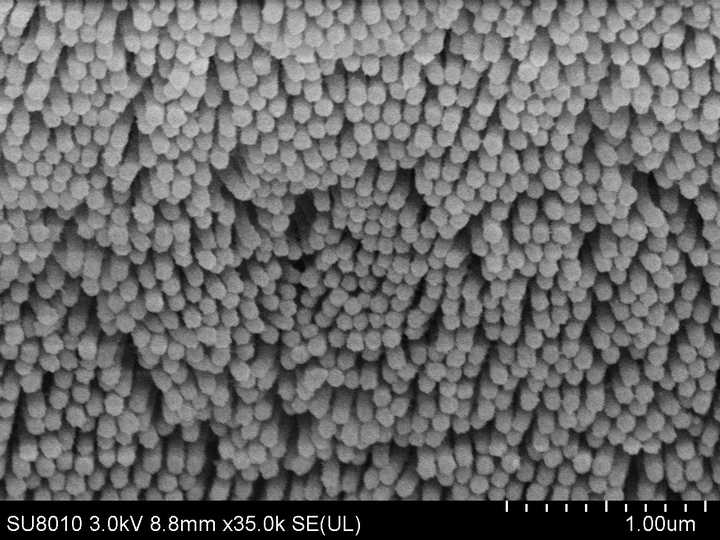 35000倍下的肠道微绒毛