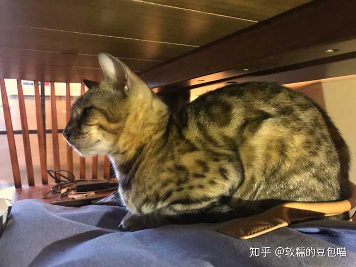 养品种猫和土猫的体验会有多大不同?