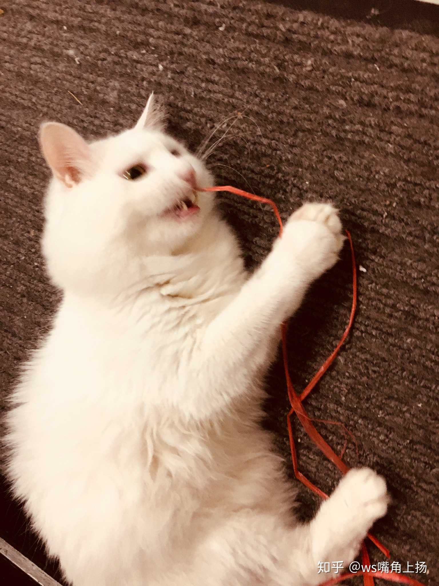 大傻猫,萌在门口,不让我出门