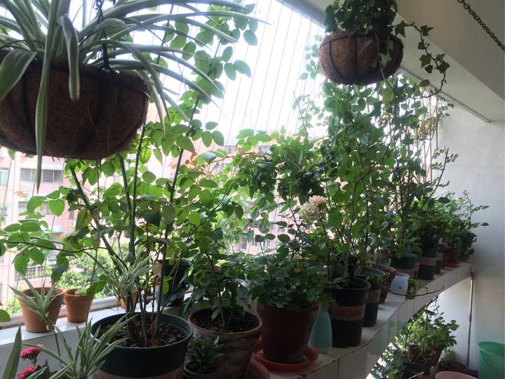 为什么真正喜欢养植物的男生比女生多 知乎