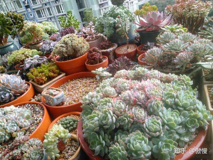 现在淘宝上多肉植物的补光灯靠谱吗 知乎 现在淘宝上多肉植物的补光灯靠谱吗 知乎