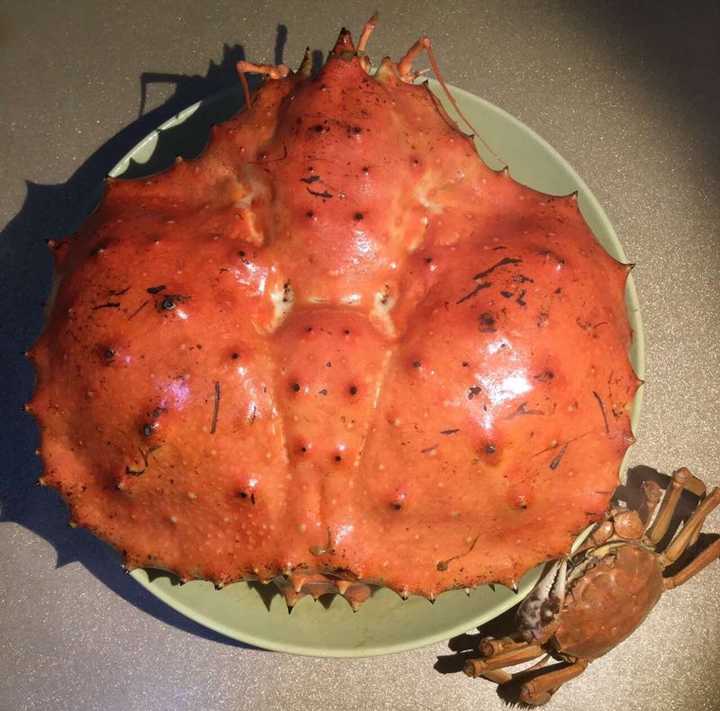 帝王蟹这种东西为什么只吃大腿 知乎 帝王蟹这种东西为什么只吃大腿 知乎
