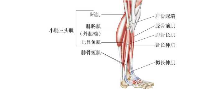 小腿上部肌肉位于小腿后,紧挨着膝关节
