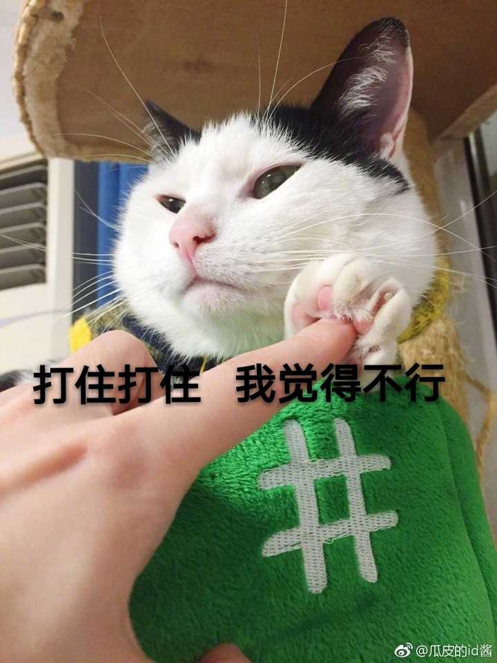 为什么很多知乎用户喜欢使用猫咪的表情包?