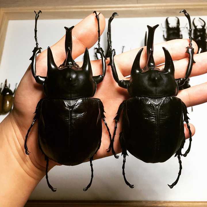有没有什么很大让人很震撼的生物 大地的回答 知乎 有没有什么很大让人很震撼的生物 大地的回答 知乎