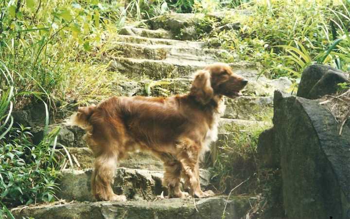 养可卡犬是一种怎样的体验 知乎 养可卡犬是一种怎样的体验 知乎