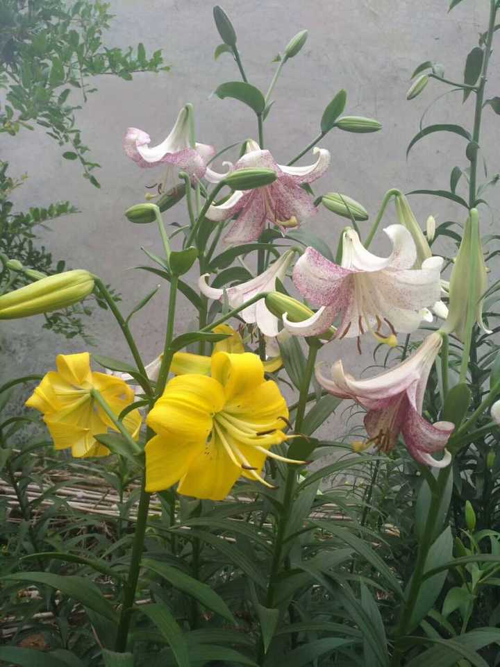 问一下各位大佬 有没有好看还不难养的适合新手养的花 知乎