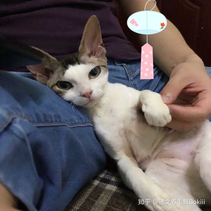 什么猫不掉毛粘人好养 知乎 什么猫不掉毛粘人好养 知乎