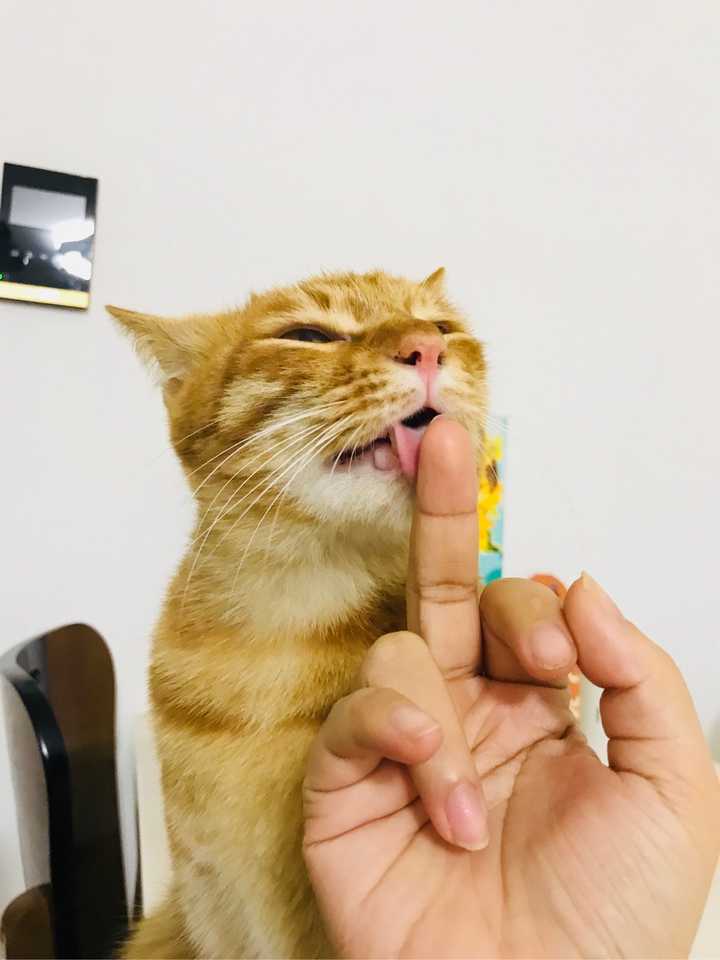 为什么对猫竖中指会扑过去咬？ - 知乎