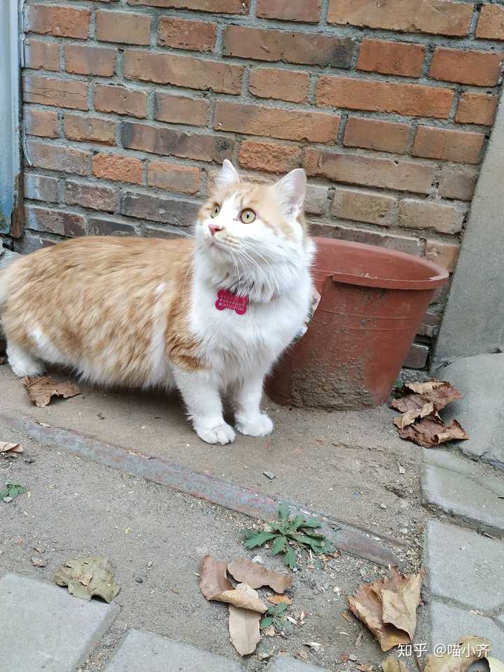 土猫(田园猫)真的没品种猫好看吗?