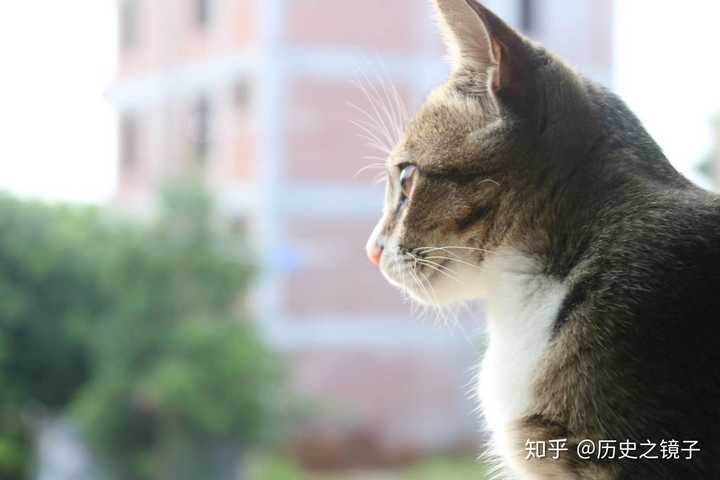 被猫抓破皮出血要打针么 知乎