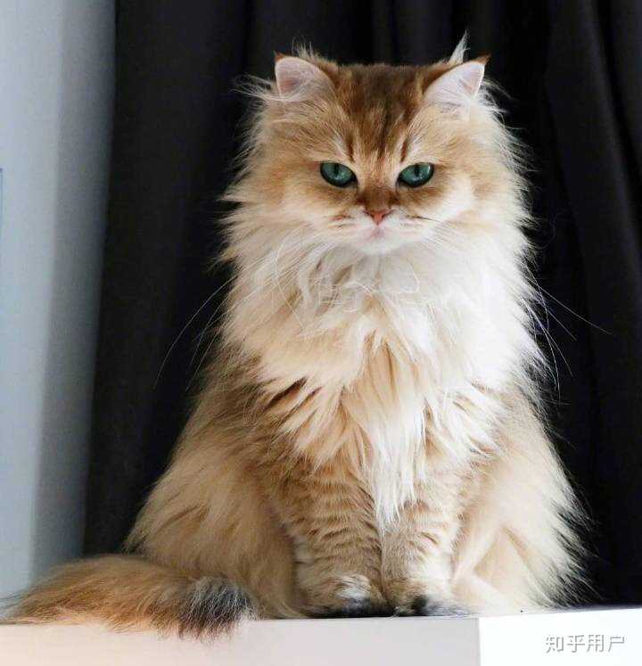 猫有哪些帅气的姿势？ - 知乎