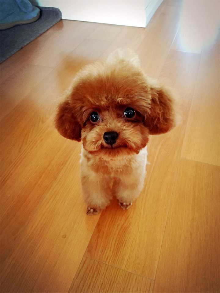 泰迪的颜值可以有多高?