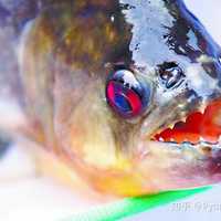 知乎用户2sva6w 的想法: 左壬就像是浓硫酸,具有强