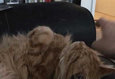 它怕不怕?挠它痒痒肉它会很舒服还是会揍我?