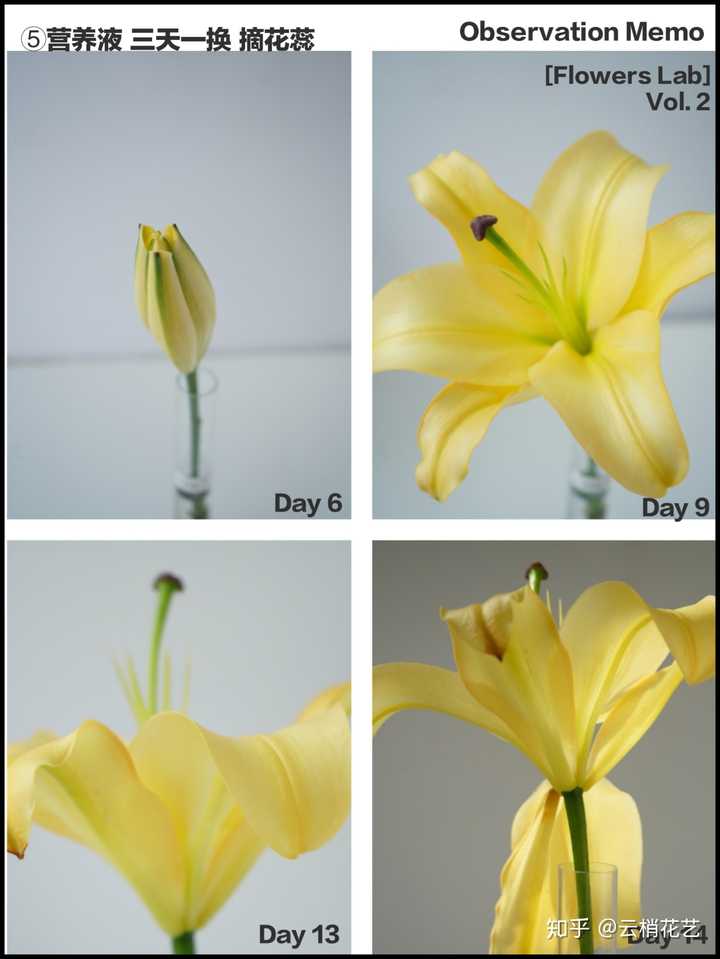 百合花去花蕊 云梢花艺的回答 知乎 百合花去花蕊 云梢花艺的回答 知乎